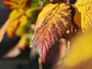 OnePlus 15 cameratest - Telecamera