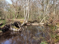 Huawei P40 Pro camerasamples overdag