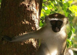 Vervet