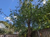 Afbeeldingslocatie: https://tweakers.net/i/pIICSKVP6NyC4o1GX36xco663l4=/100x75/filters:strip_icc():strip_exif()/f/image/DnY8pAjPGHJaltnXnVSPDnst.jpg?f=fotoalbum_small