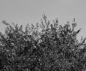 Vergelijking monochrome met normale kleurenmodus - camera P9