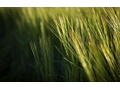 Ubuntu 13.10: nieuwe wallpapers