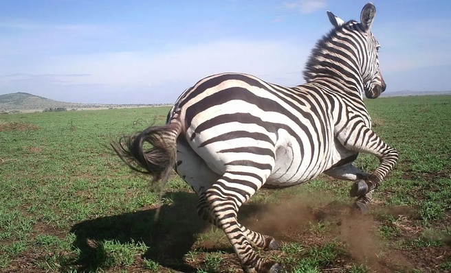 Deepmind Serengeti