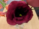 Google Pixel 7 (Pro) Cameratest - Macrofunctie