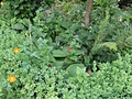 Sony Cybershot HX5V iso 200