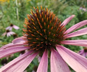 Cameratest OnePlus Nord 3 - Macrocamera