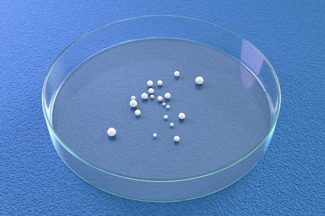 Hersenorganoïden. Bron: Science Photo Library / Getty Images