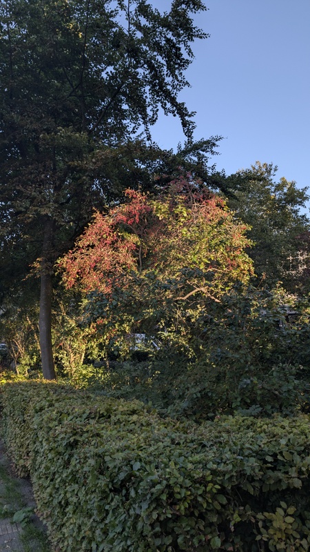 Afbeeldingslocatie: https://tweakers.net/i/rgjSv0w5EXrT_pekaylGHmxh1oM=/x800/filters:strip_icc():strip_exif()/f/image/V0dd0wZ81Cx2TQLoaJDmw0Mr.jpg?f=fotoalbum_large