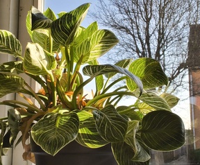 Cameratest Samsung Tab A11 en A11+ - Primair