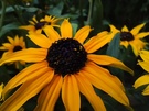 Budget smartphones (150 - 250 euro) Macrocamera