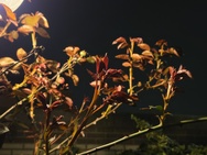 Xiaomi 17 Cameratest - Twee keer zoom