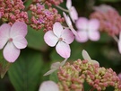 OPPO Find X9 Ultra cameravergelijking - Macro