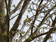 Phone 4a Pro cameratest - Telecamera