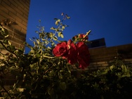 Pixel 11 Pro (XL) cameratest - Hoofdcamera low light