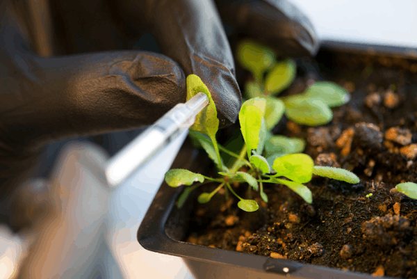 Aanbrengen koolstofnanobuizen aan plant