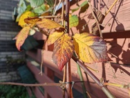 OnePlus 15 cameratest - Hoofdcamera overdag