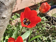 Phone 4a Pro cameratest - 2x zoom