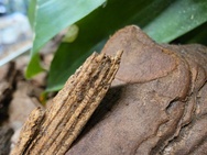 Cameratest Xiaomi 17 Ultra - Macro