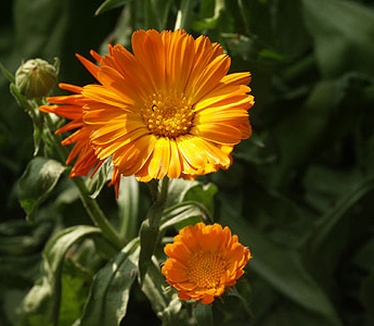 Dimage 7i review: foto macro