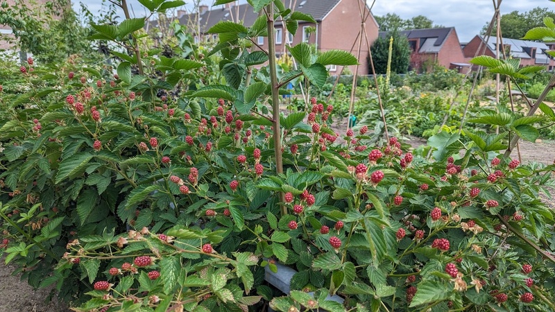 Afbeeldingslocatie: https://tweakers.net/i/tuI3jLv20Kr4ZKg3EbjkfZYYRSk=/800x/filters:strip_icc():strip_exif()/f/image/nLbCEs0DwPSQF324silSg5BF.jpg?f=fotoalbum_large