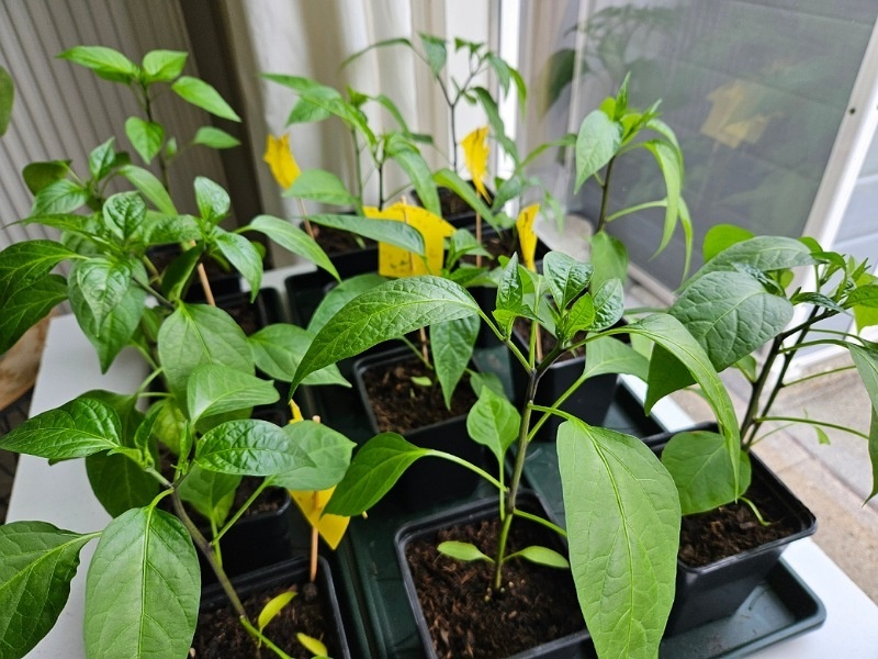 Afbeeldingslocatie: https://tweakers.net/i/tvH4zjC0N9GYKHiTOC01tu2Oc7w=/fit-in/4920x3264/filters:max_bytes(3145728):no_upscale():strip_icc():strip_exif()/f/image/pxngDED7ppVy6lUtILOKtweF.jpg?f=user_large