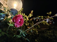 OnePlus 15 cameratest - Primair nachtmodus