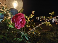 OnePlus 15 cameratest - Primair nachtmodus