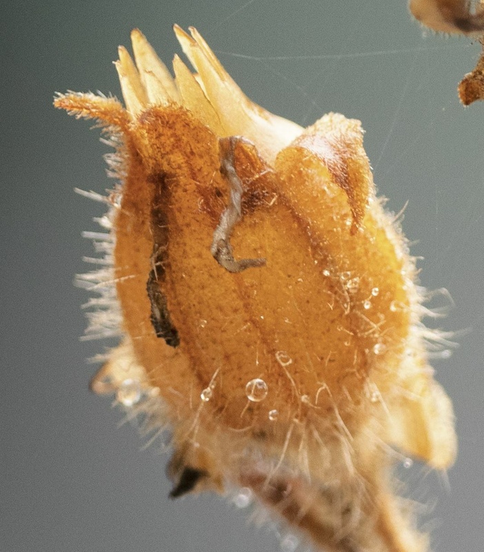 Afbeeldingslocatie: https://tweakers.net/i/v3aWptpwy35-jphDcSZIzwikGfA=/x800/filters:strip_icc():strip_exif()/f/image/bG1X6obFN4wfpYBrpdUnLZFi.jpg?f=fotoalbum_large