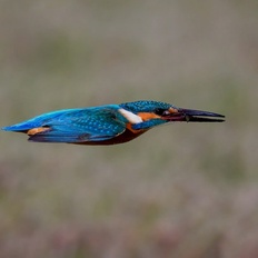 Afbeeldingslocatie: https://tweakers.net/i/v8M4R0AFrW83tbvTeHn9nEUSrqM=/232x232/filters:strip_icc():strip_exif()/f/image/A6ci7Y6bCE2xrzskNuHUOO8k.jpg?f=fotoalbum_tile