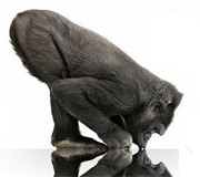 Corning Gorilla Glass