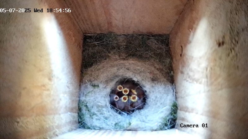 Afbeeldingslocatie: https://tweakers.net/i/vBm-uys1U-RHu0t5BV_Do4utFqg=/800x/filters:strip_icc():strip_exif()/f/image/kPvENwTHCi9tnQ0lbVI6eBHi.jpg?f=fotoalbum_large