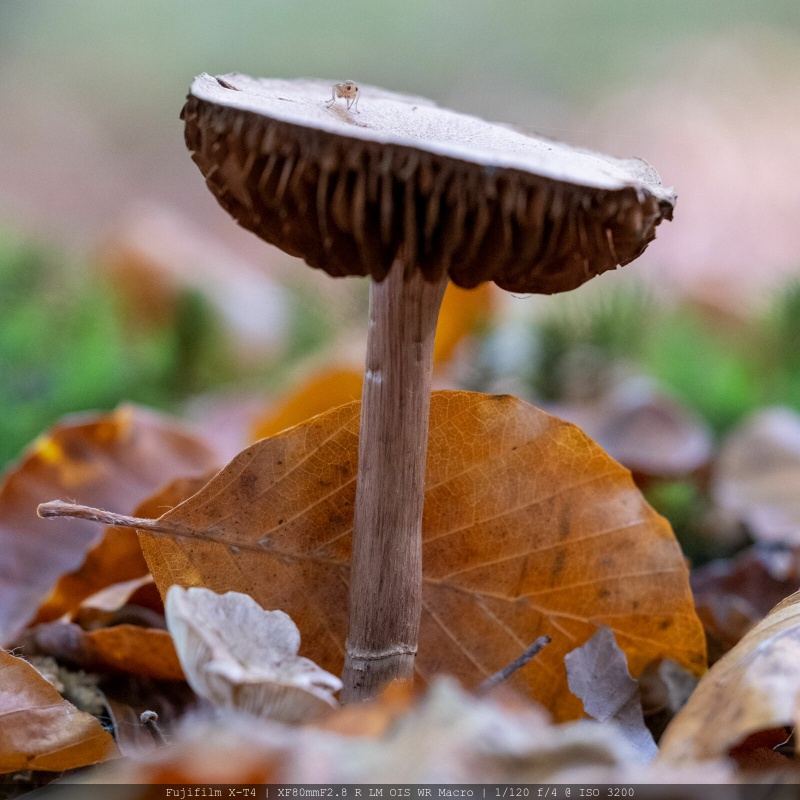 Afbeeldingslocatie: https://tweakers.net/i/vD0JoXOB4xZkdvqTLKbakvKBc1c=/800x/filters:strip_icc():strip_exif()/f/image/wwGxgZiQSci5CC1lyewCyRUJ.jpg?f=fotoalbum_large