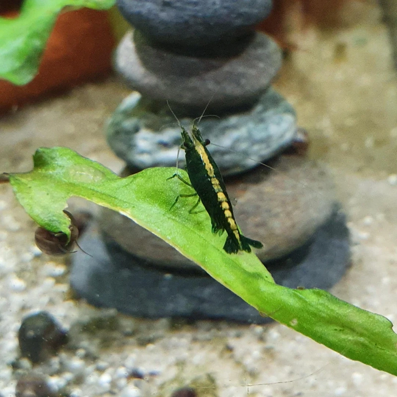 Afbeeldingslocatie: https://tweakers.net/i/vDtGgLBDnwMU34PVzWMSDrBRf_Q=/800x/filters:strip_exif()/f/image/E8W0fVGJF3c9PeOXwOtTW8pW.webp?f=fotoalbum_large