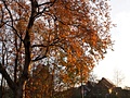 Olympus E-5 samples