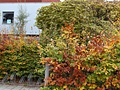 Canon EOS 650D fotosamples