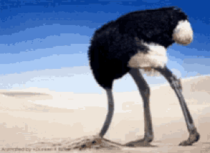 Afbeeldingslocatie: https://tweakers.net/i/vu6hZgo-vqkXZRf8G6ozwoVJUw0=/full-fit-in/4000x4000/filters:no_upscale():fill(white):gifsicle():strip_exif()/f/image/14O7c1K2slUP8qu95ZJa8bol.gif?f=user_large