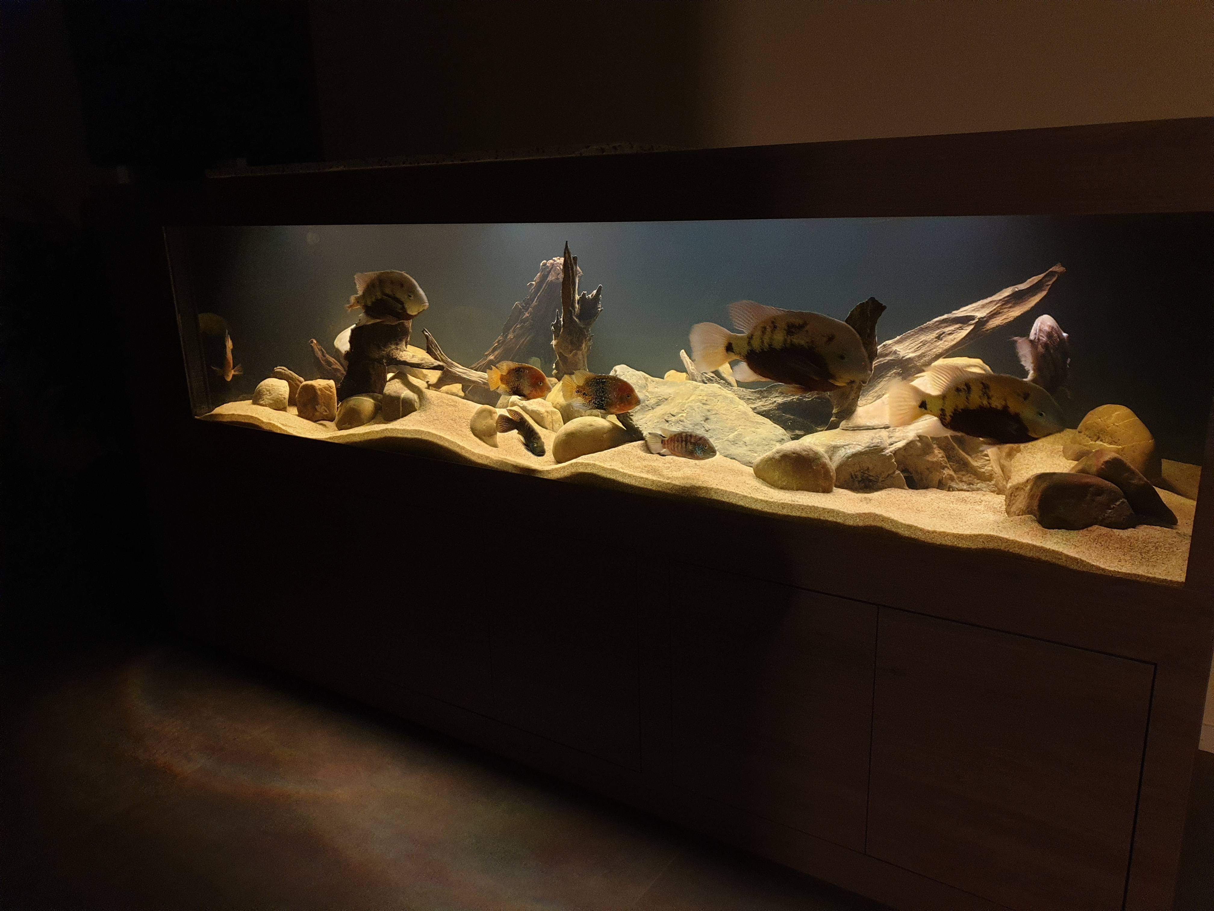 Het aquarium topic - Deel 9 - Algemene zaken - GoT