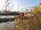 Foto gemaakt met Huawei Mate 10 Pro