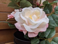 Foto gemaakt met Google Pixel 3a voor fotovergelijking review Poco F2 Pro: 