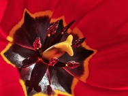 Phone 4a Pro cameratest - Macro V2