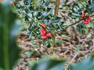 Cameratest - Telecamera