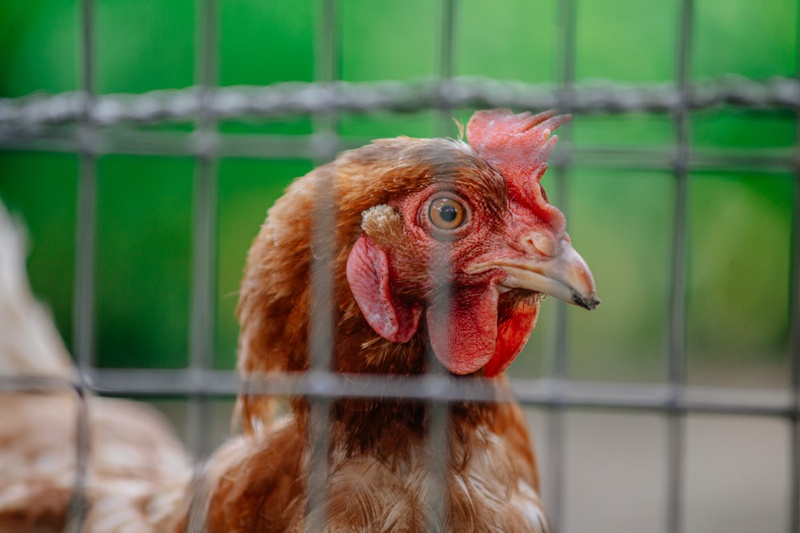 Afbeeldingslocatie: https://tweakers.net/i/wc_iL7dbAurdoarIMVPeFtN4Bog=/800x/filters:strip_icc():strip_exif()/f/image/mRCRvlfwx2eOyvubiFyrwL0d.jpg?f=fotoalbum_large