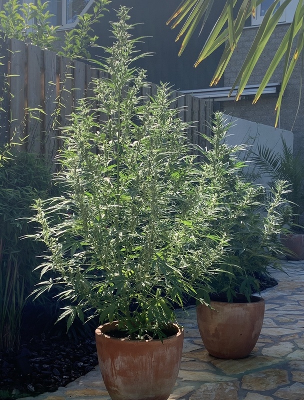 Afbeeldingslocatie: https://tweakers.net/i/wcyHDF1wR8qVmkrypteb_l8KPtc=/x800/filters:strip_icc():strip_exif()/f/image/Hr90rYONgA4Ca5DmUK0SBgKs.jpg?f=fotoalbum_large