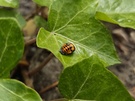Cameravergelijking - Macro