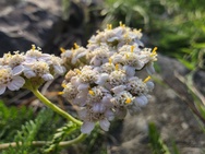 Sony Xperia 1 VIII cameratest - Macro