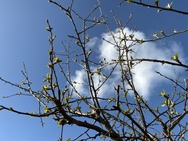 iPad Air 2026 camera - Achter