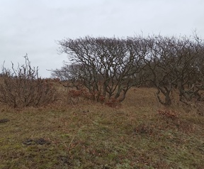 Foto gemaakt met Huawei Mate 20