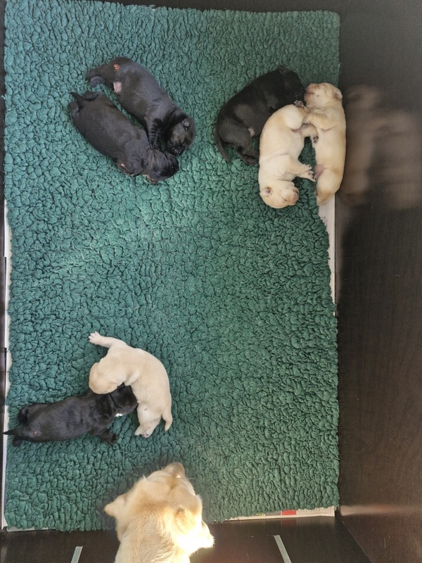 Afbeeldingslocatie: https://tweakers.net/i/wtyF1dRKydWR0fk5yG4twBLMl7w=/x800/filters:strip_icc():strip_exif()/f/image/yE4sy8974N6HbxqBlubS4HKx.jpg?f=fotoalbum_large