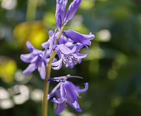 OPPO Find X9 Ultra cameravergelijking - Macro