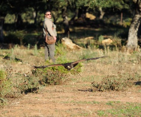 AF tracking